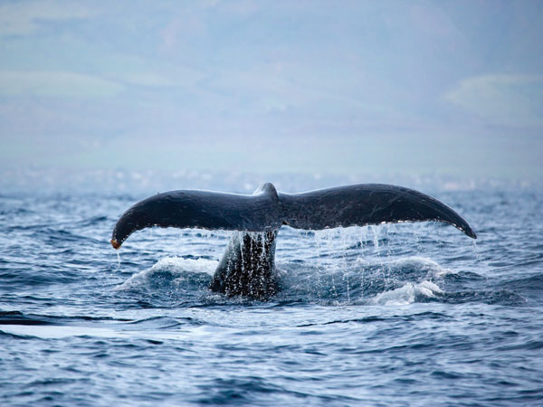 whale-tail
