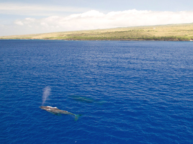 Whale Watching