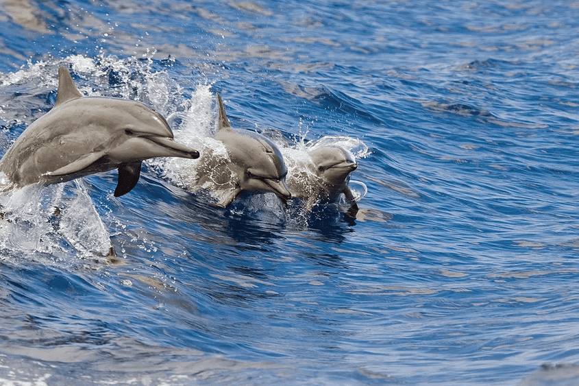 Dolphins