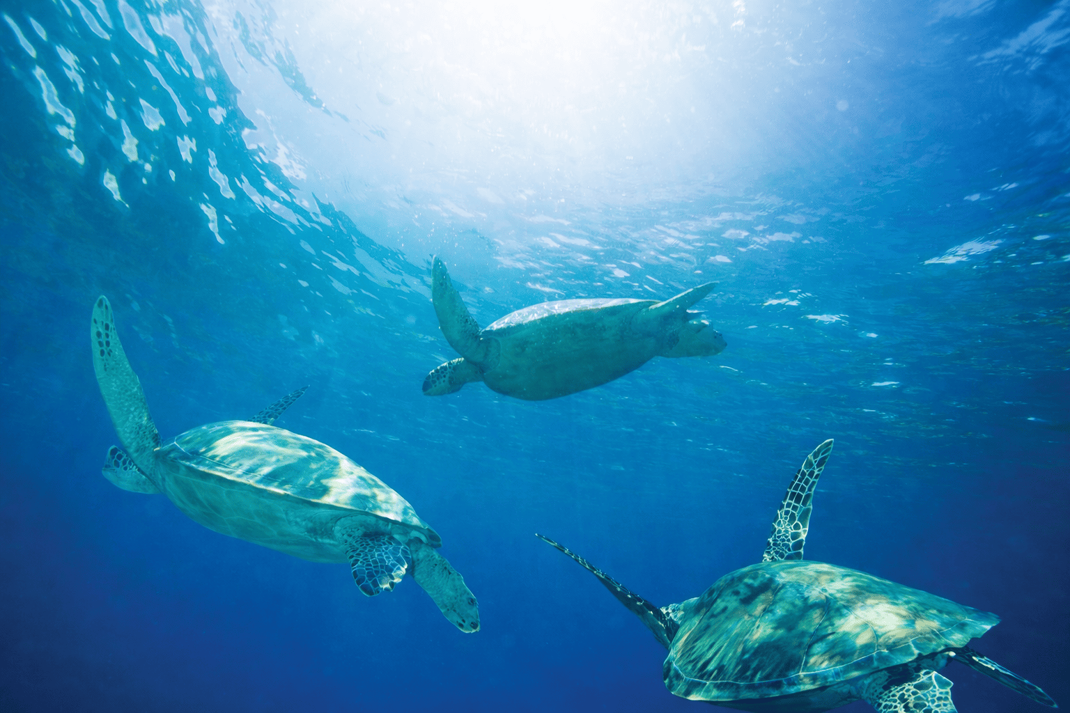 Green Sea Turtles