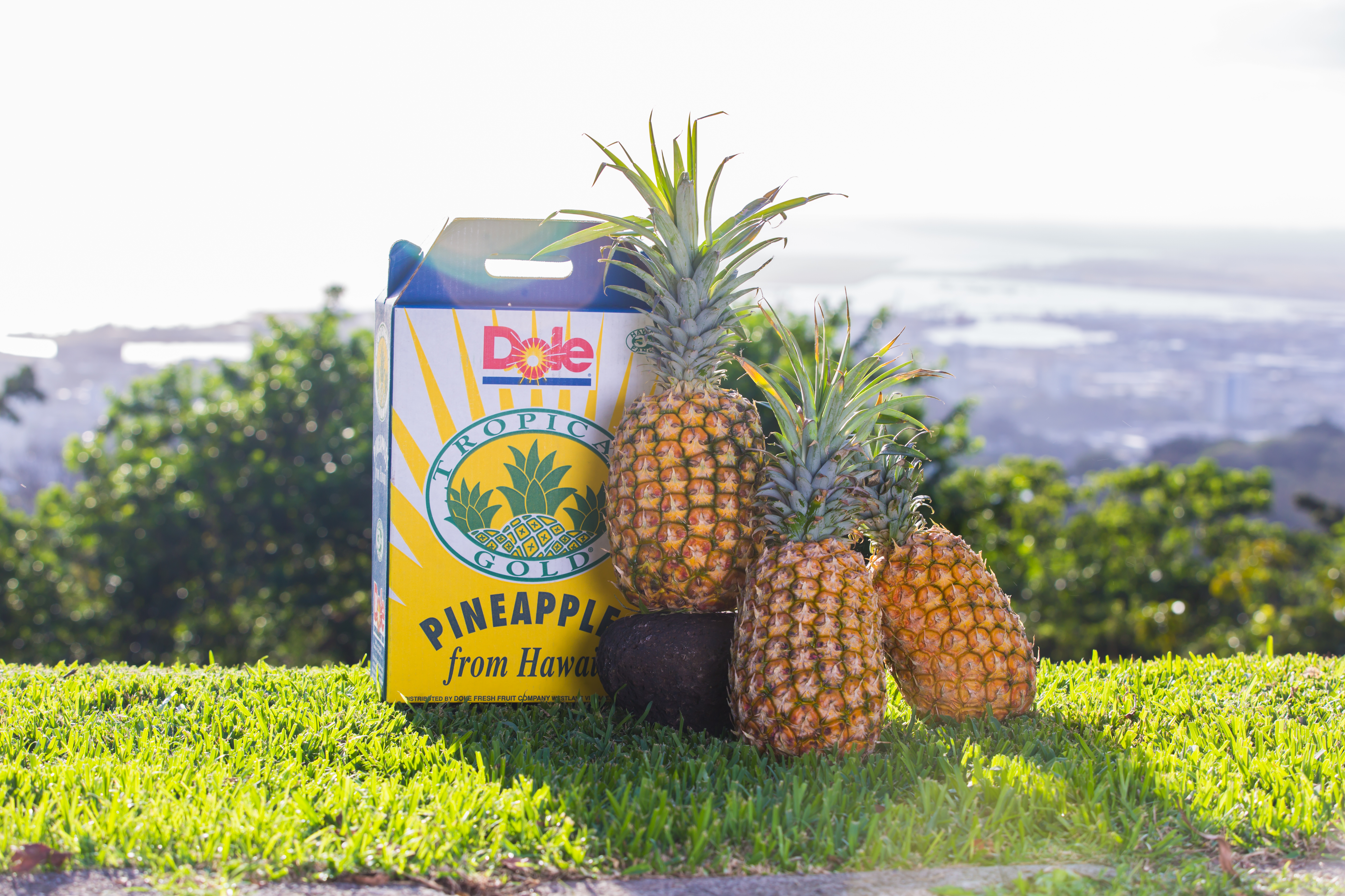 Hawaii Pineapples – Shipped to the Mainland US – 10 lbs