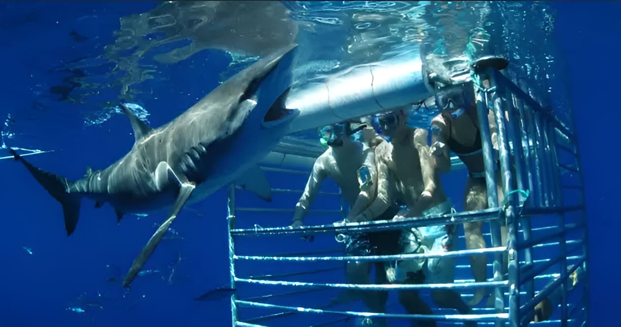 Hawaii Shark Encounters
