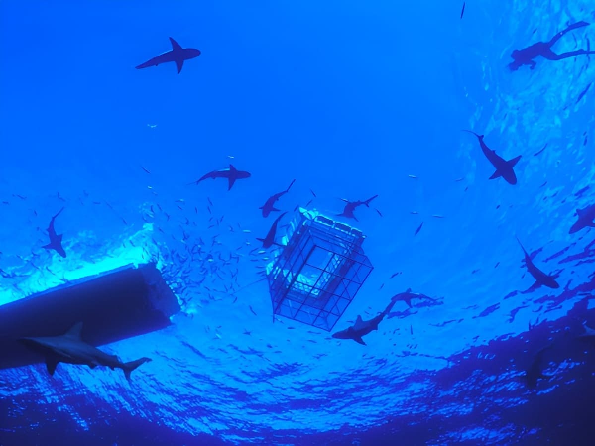 Oahu Shark Cage Adventure
