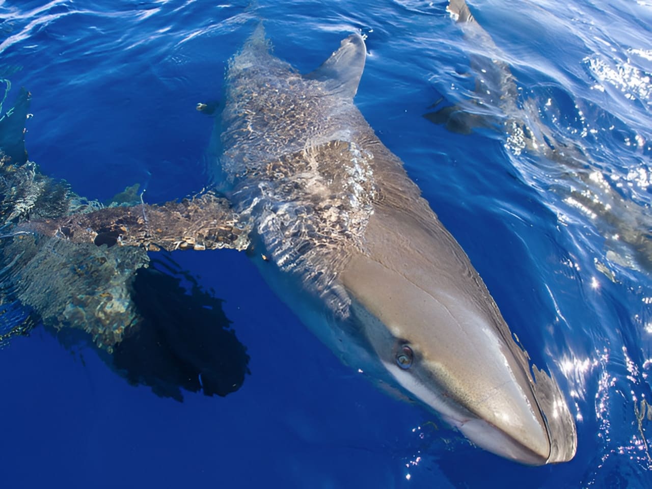 See Sharks Up Close