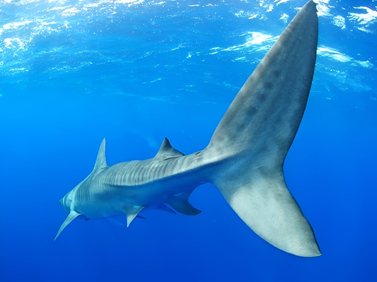See Sharks Up Close