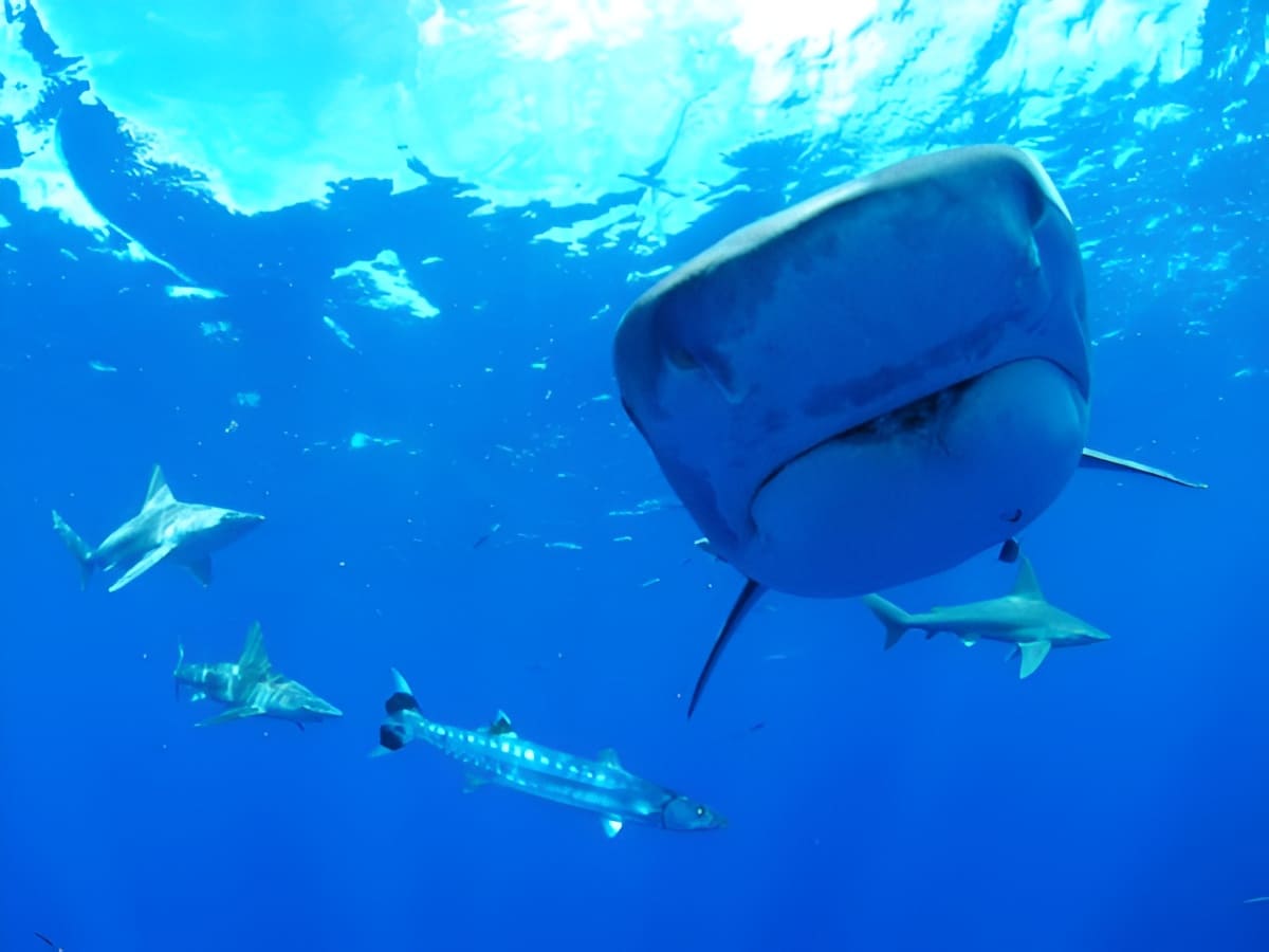See Sharks Up Close