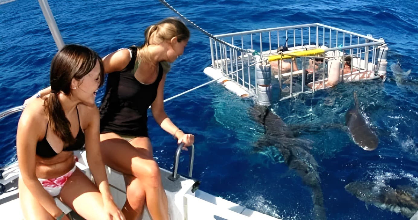 Shark Cage