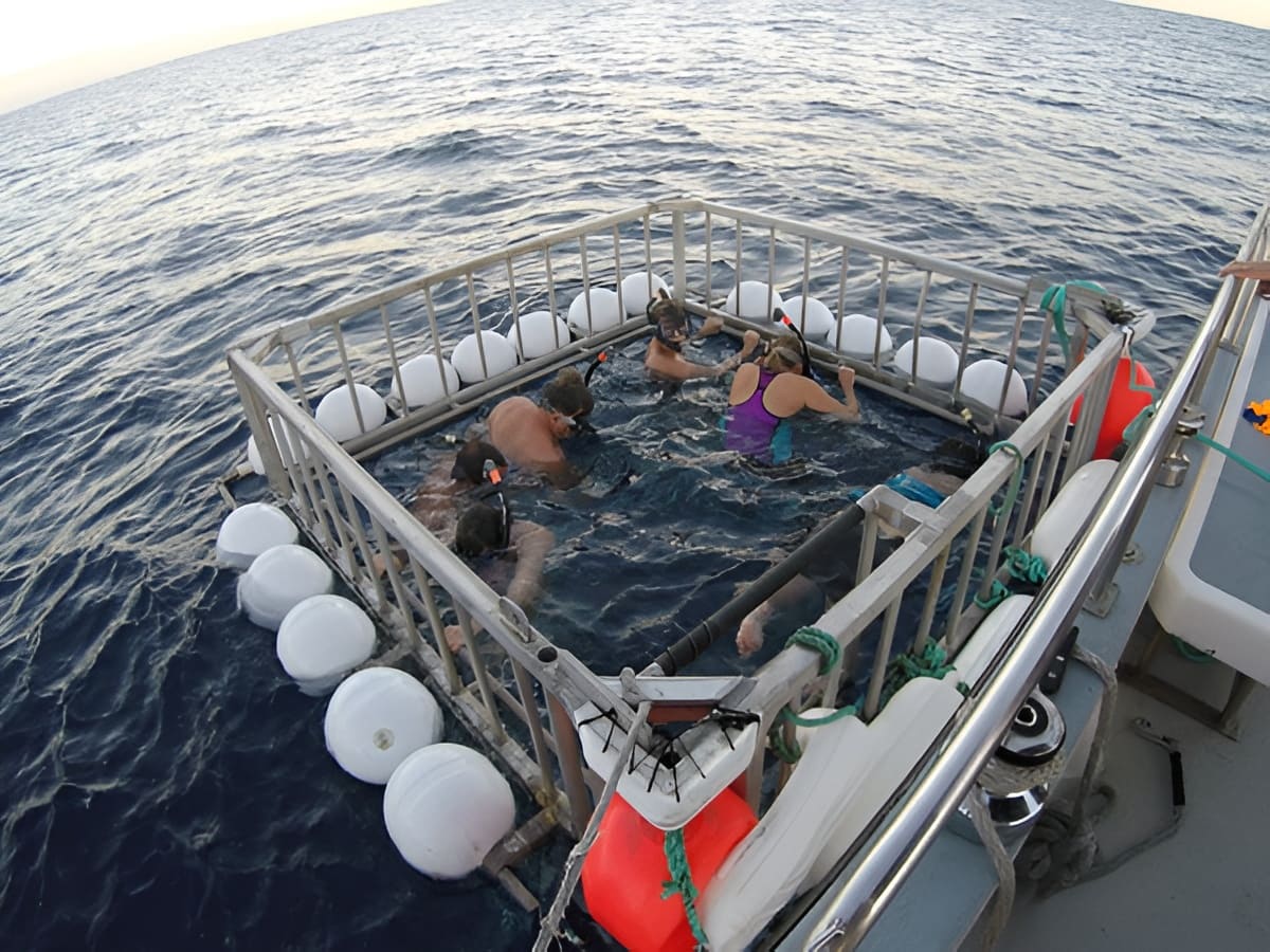 Shark Cage