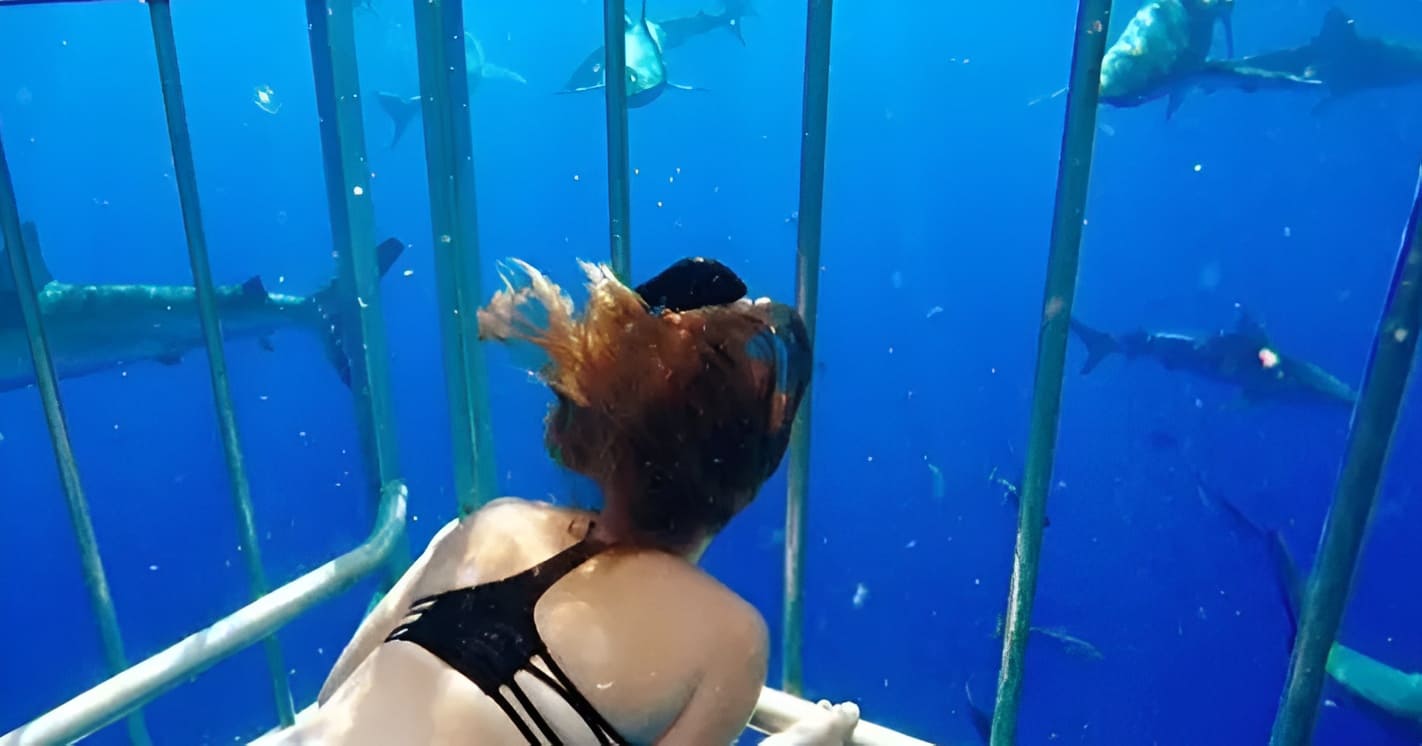 View from the Shark Cage
