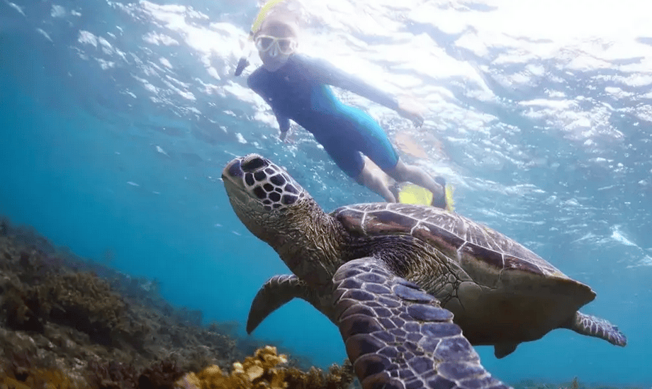 Green Sea Turtle