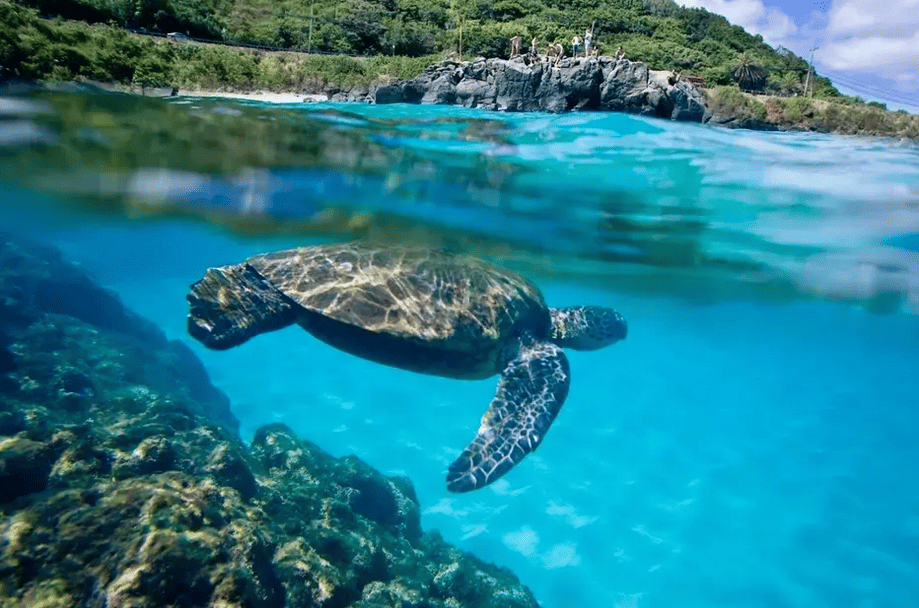 Hawaii Turtle Tours – North Shore Circle Island Adventure