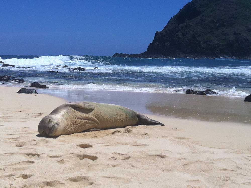 Kailua Beach Adventures