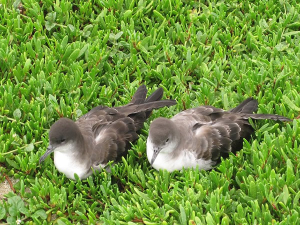 Seabird Sanctuary