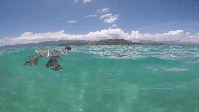 Turtle