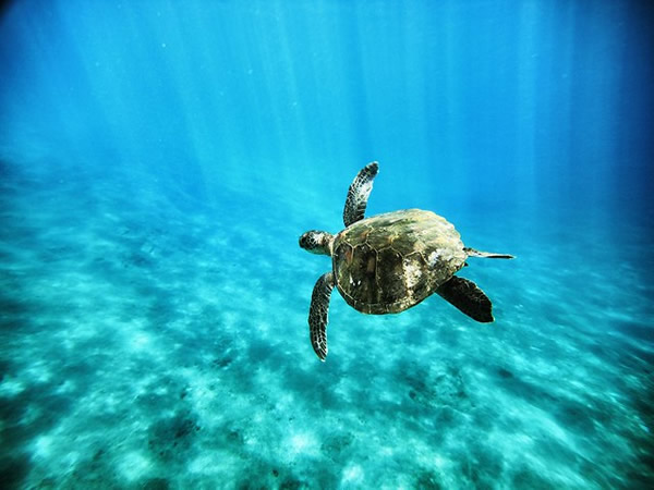 Snorkel with Turtles