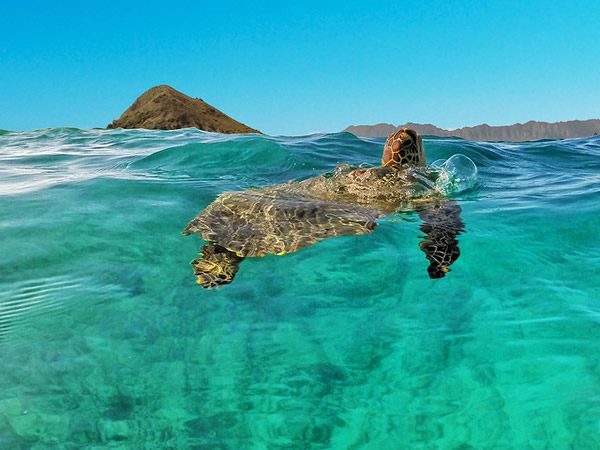 See Hawaiian Sea Turtles