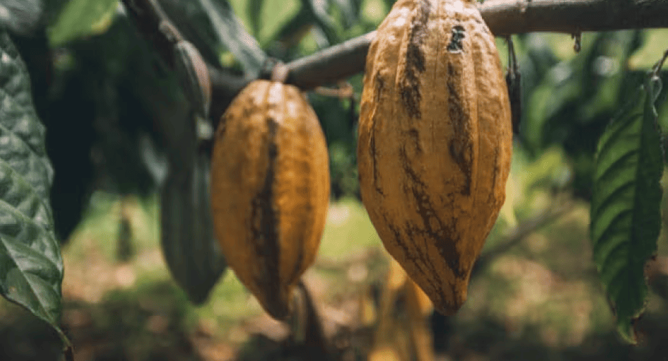 Cacao
