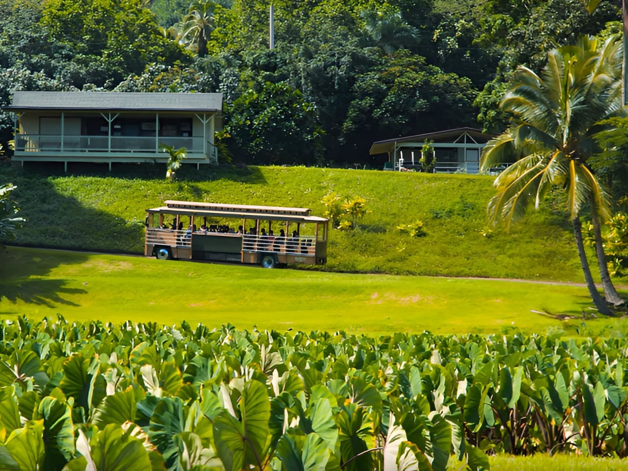 Explore lush tropical fruit and flower gardens