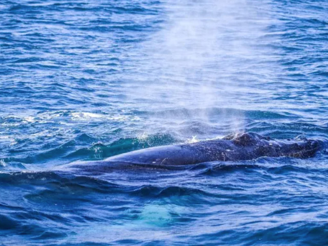 Humpback Whale