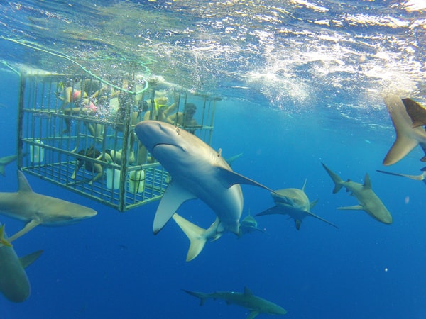 Guests participating in an Oahu cage diving adventure