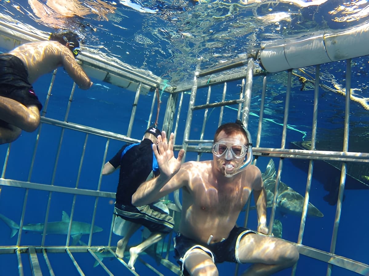 North Shore Shark Adventures