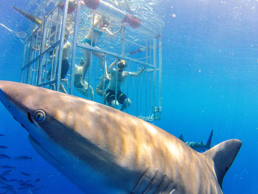 North Shore Shark Adventures
