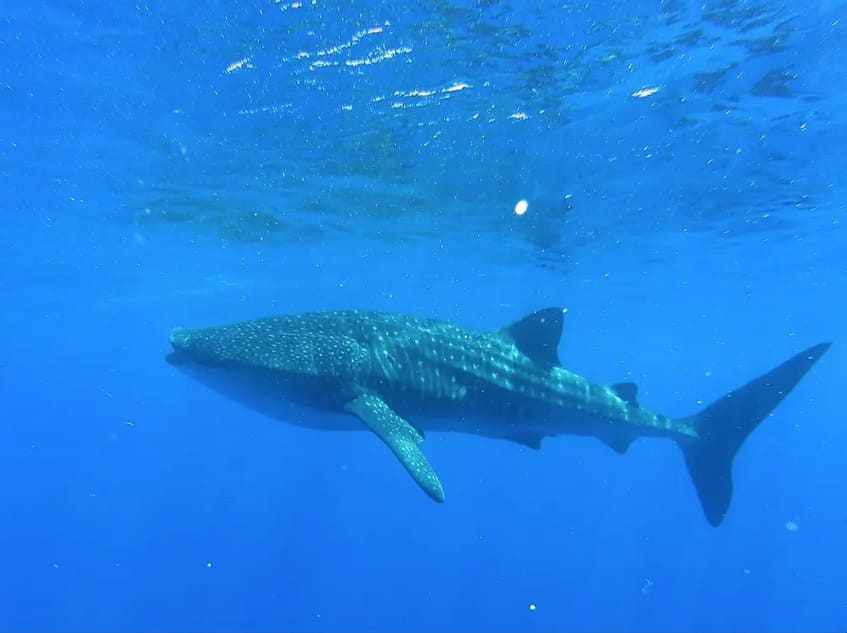 See Sharks Up Close