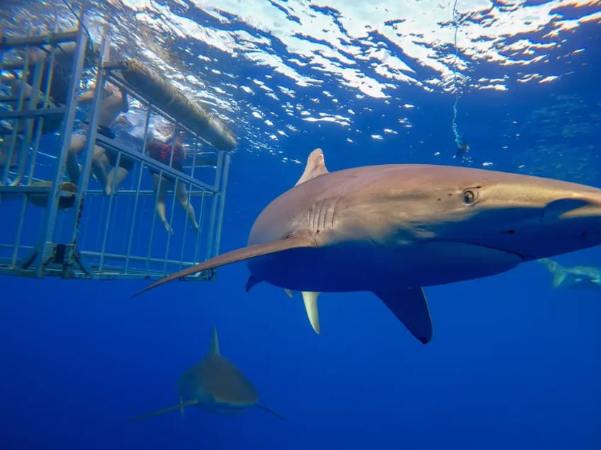 See Sharks Up Close
