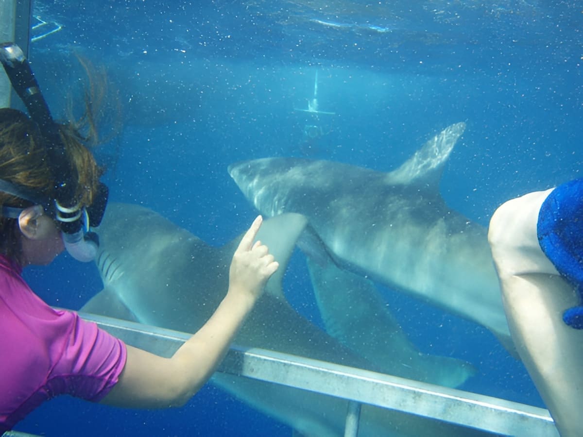 View from the Shark Cage