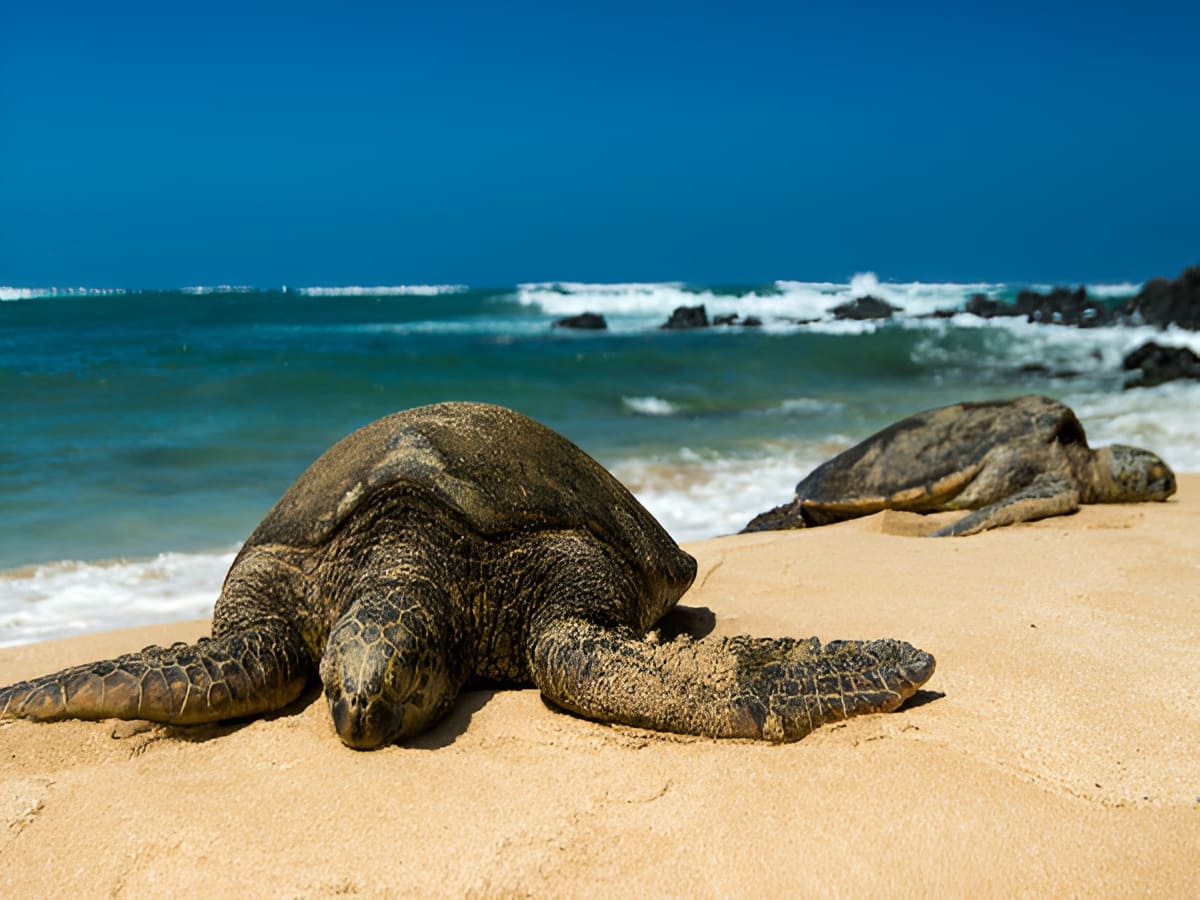 Green Sea Turtle