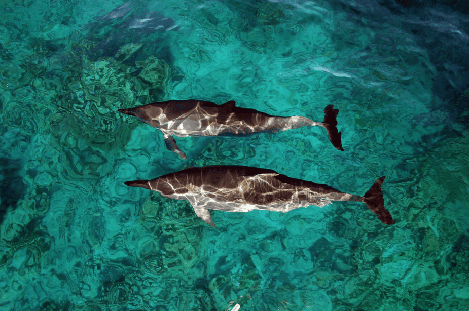 Dolphins