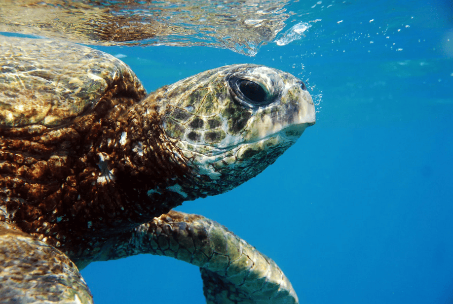 Green Sea Turtle