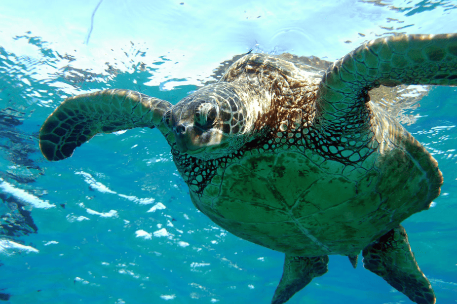 Green Sea Turtle