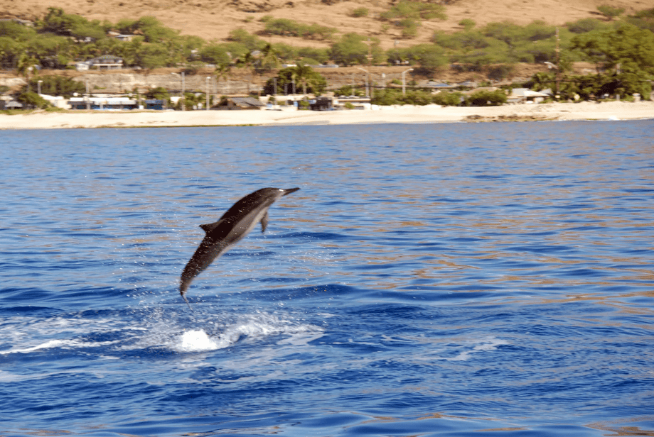 Spinner Dolphin