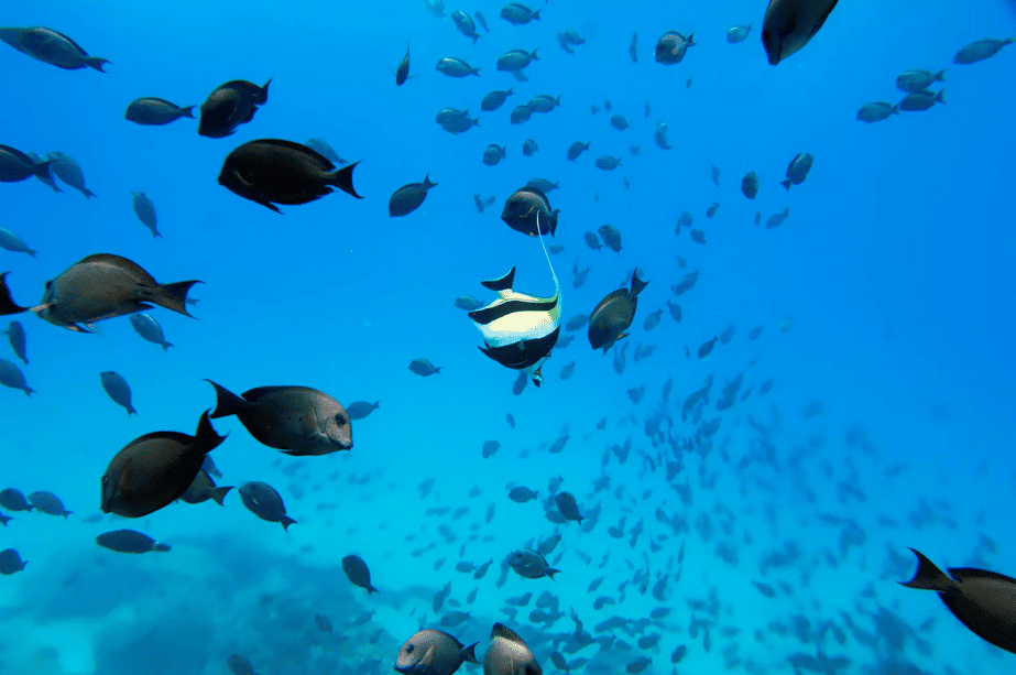 Tropical Fish