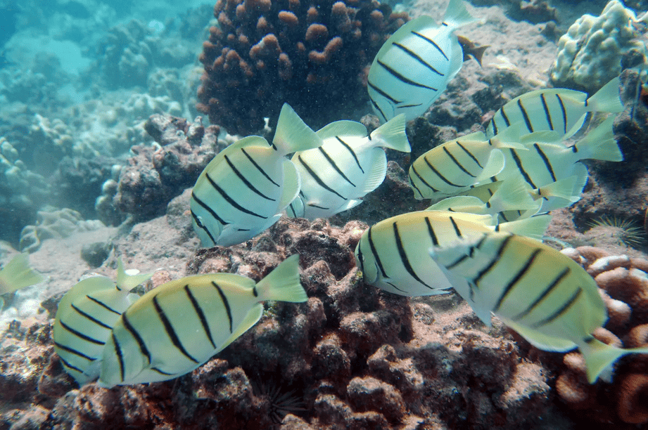 Tropical Fish