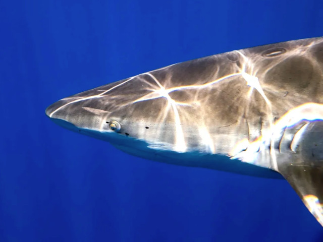 cage less shark