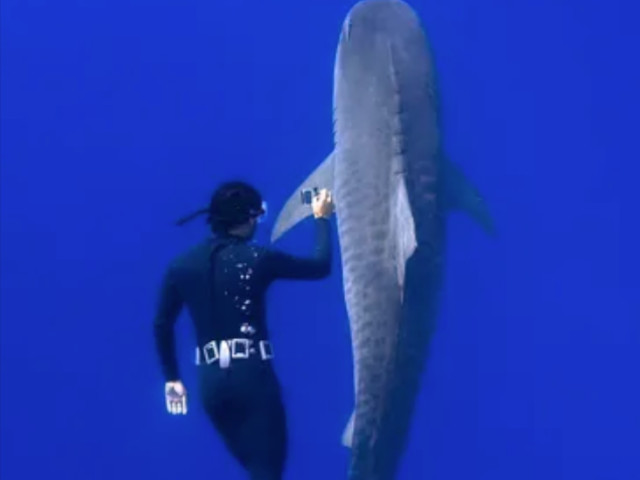 Free diving with sharks during a One Ocean Diving research experience in Hawaii’s clear offshore waters