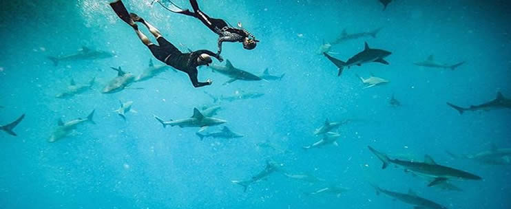 One Ocean Diving