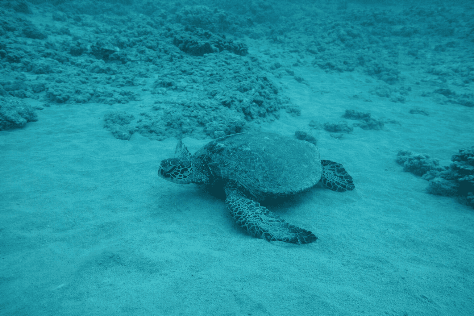 Green Sea Turtle