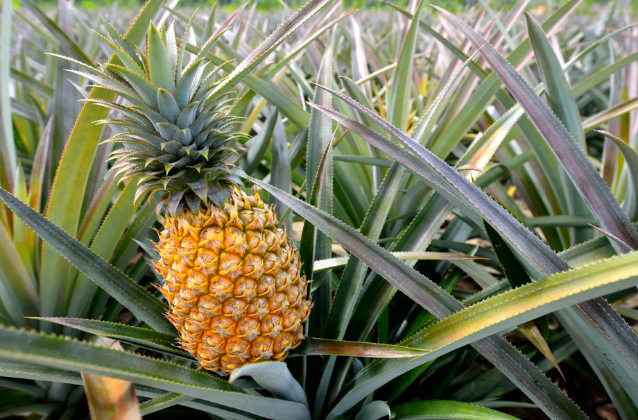 Pineapple