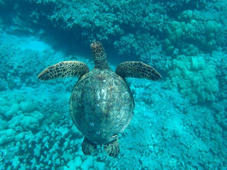 Hawaiian green sea turtle (honu) swimming near the reef at Hanauma Bay, Oahu