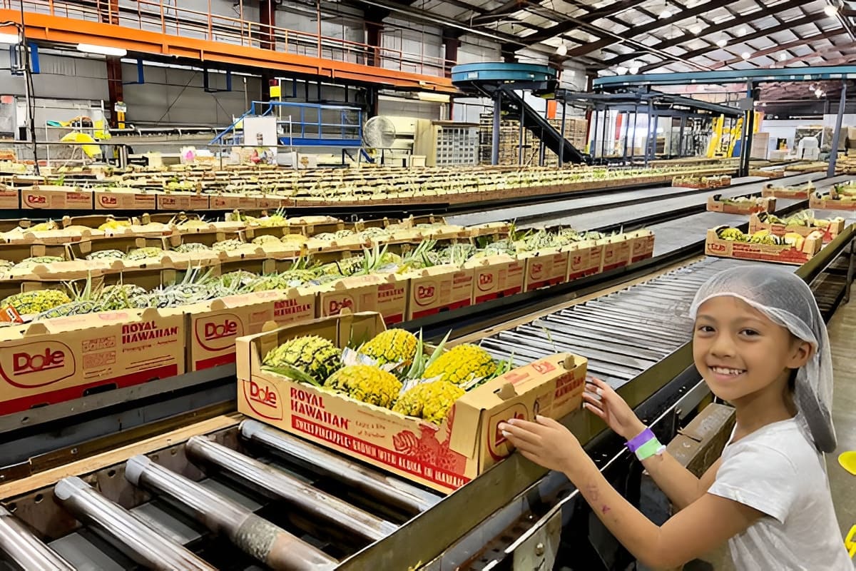 North Shore Dole Pineapple Farm Tour