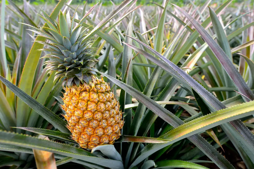 Dole Pineapple Plantation