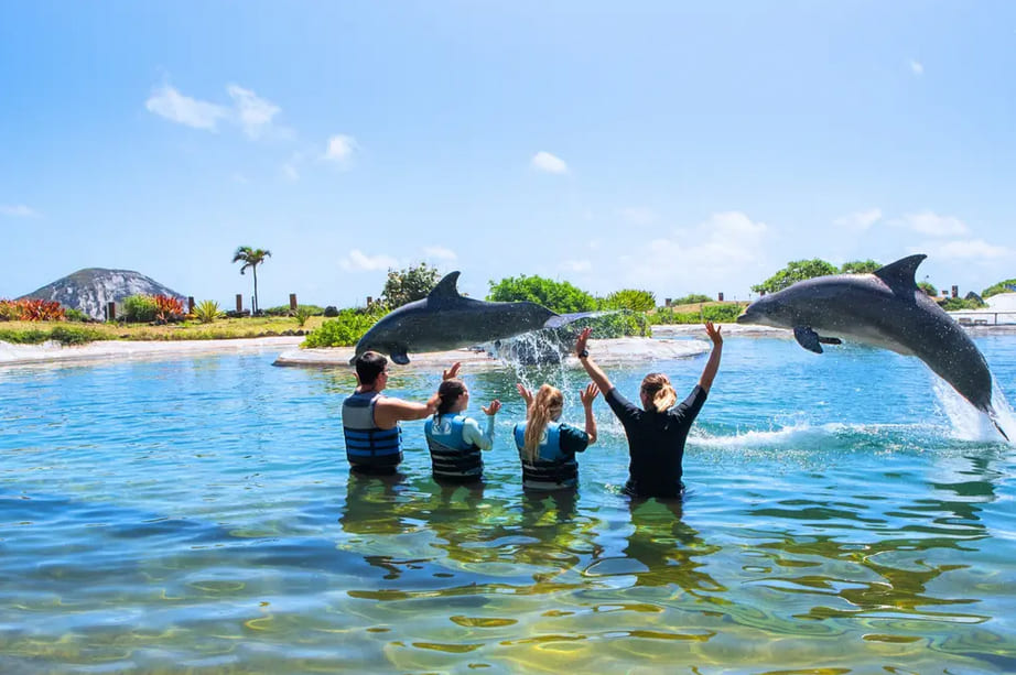 Dolphin Encounter Program