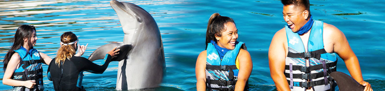 Sea Life Park dolphin encounters on Oahu with interactive dolphin experiences