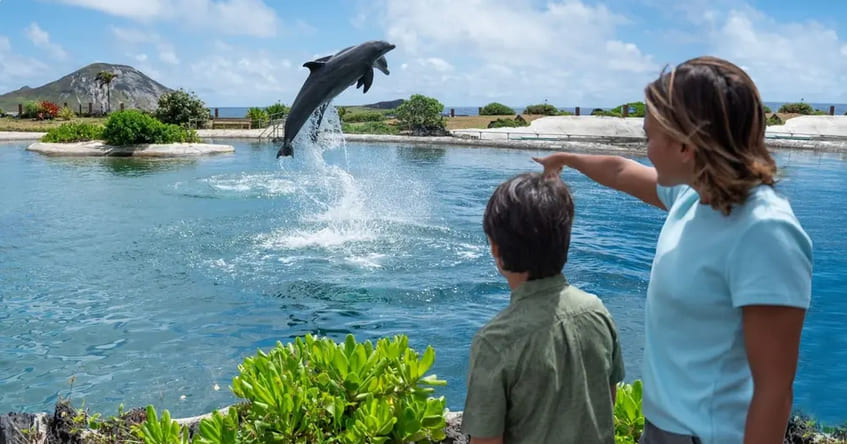 Dolphin Lagoon
