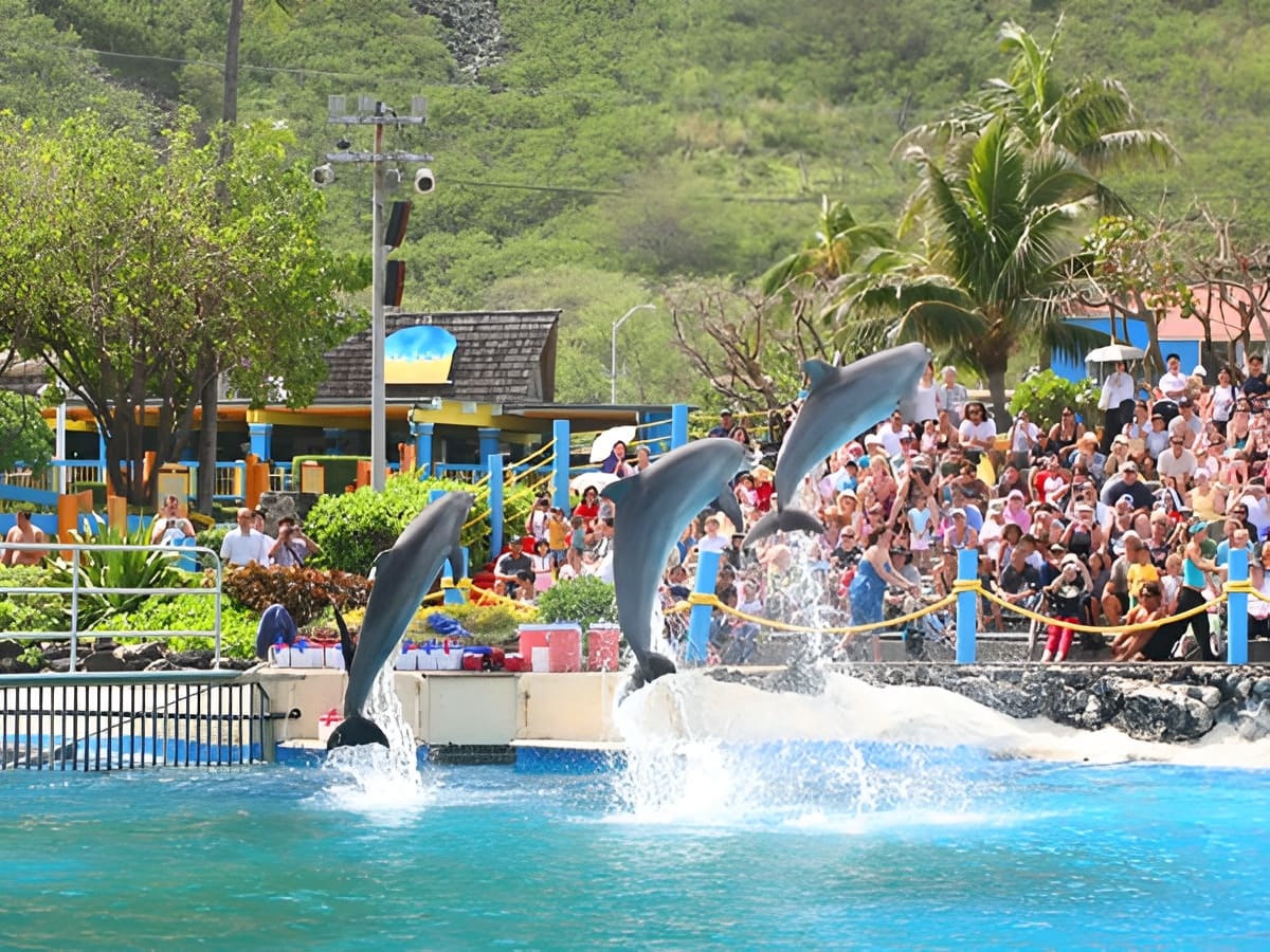 Dolphin Show