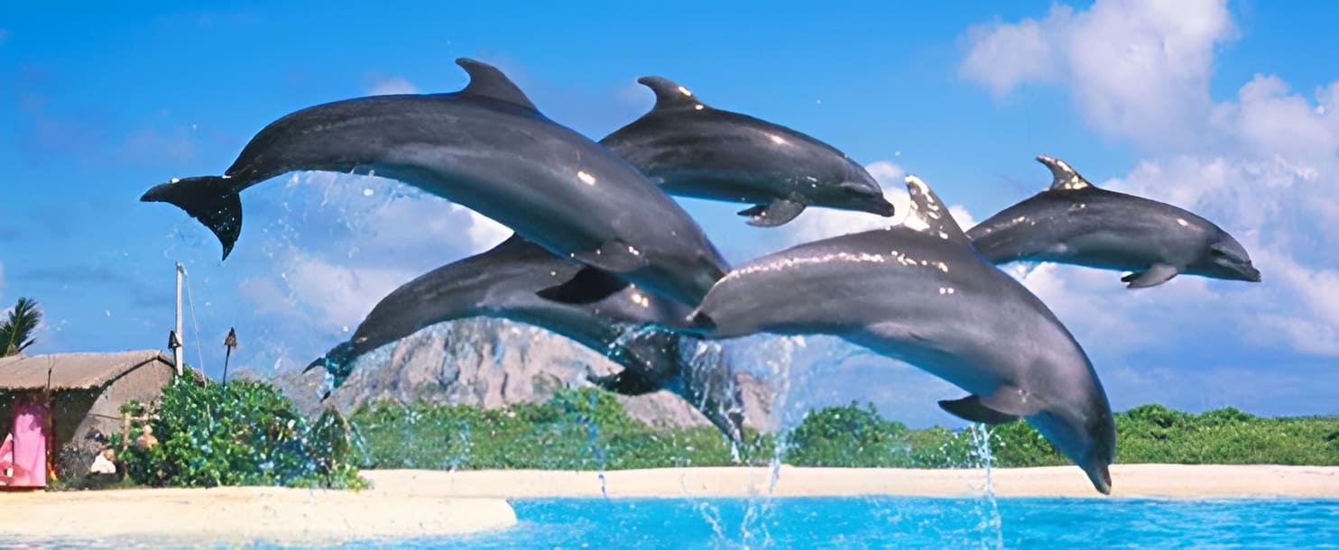 Dolphins