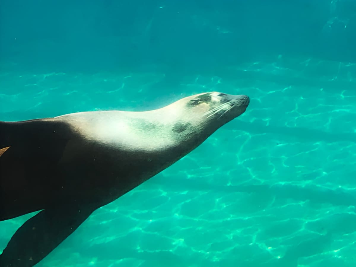 Sea Lion
